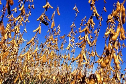 Ảnh minh họa. (Ảnh: Reuters)