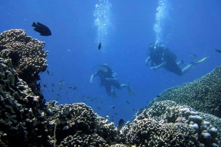 Các sự kiện tẩy trắng hàng loạt và các đợt sóng nhiệt đại dương đã xóa sổ 14% diện tích rạn san hô trên Trái đất trong giai đoạn 2009-2018. (Ảnh: Reuters)