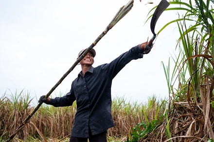 Người nông dân phấn khởi vì vụ mía năm nay được mùa, được giá. Ảnh: TTC Biên Hòa