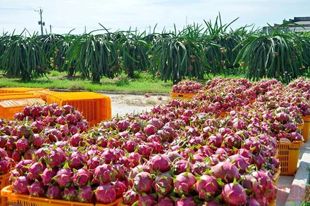 Phía Trung Quốc thông báo ngừng nhập khẩu thanh long từ 0 giờ ngày 29/12 đến 24 giờ ngày 26/1/2022.