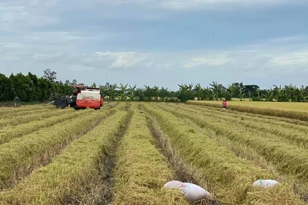 Thu hoạch lúa tại xã Mỹ Đông, huyện Tháp Mười, Đồng Tháp.