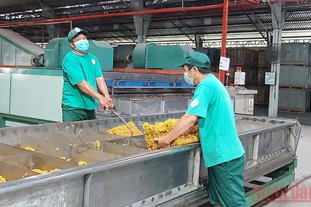 Sản xuất cao su xuất khẩu tại Công ty TNHH MTV cao su Dầu Tiếng.