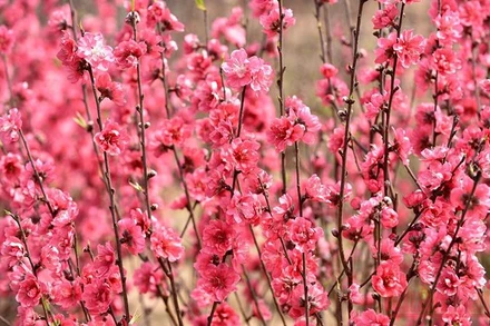 Hoa đào Nhật Tân, Hà Nội (Ảnh minh họa: Trần Hải).