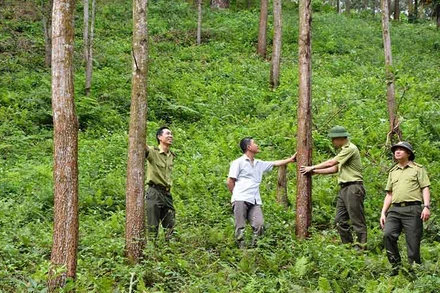 Lực lượng kiểm lâm và chủ hộ kiểm tra chất lượng rừng được chi trả dịch vụ môi trường rừng tại Yên Bái.