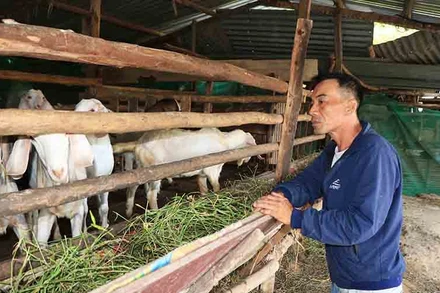 Anh Trương Văn Hào, cư ngụ thôn Trường Sanh, xã Phước Hậu, huyện Ninh Phước, tỉnh Ninh Thuận bên chuồng nuôi 28 con dê gần 1 năm tuổi chưa xuất bán được.