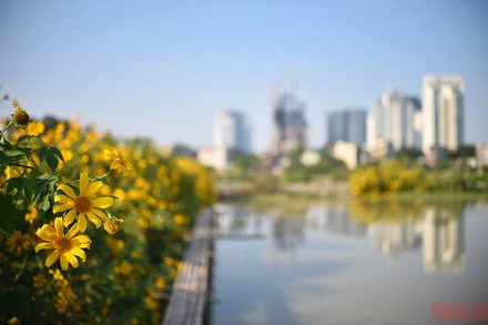 Vườn hoa dã quỳ khoe sắc trong một con ngõ của phố Xuân Đỉnh (Hà Nội).