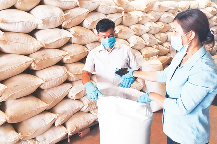 Kiểm tra chất lượng sản phẩm hồ tiêu hữu cơ trước khi đóng gói xuất khẩu tại Hợp tác xã nông nghiệp-thương mại-dịch vụ hữu cơ Hoàng Nguyên ở xã Thuận Hà (Đắk Song, Đắk Nông).