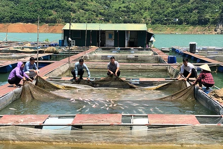 Nuôi cá lồng tại hồ thủy điện Hòa Bình.