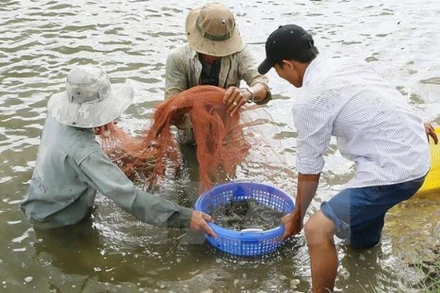 Năm 2021, diện tích tôm nước lợ thả nuôi ước đạt 740 nghìn ha, tăng 0,5% so với năm 2020. (Ảnh TTXVN)