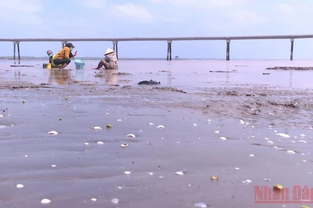 Gần 150 ha nuôi nuôi ở hợp tác xã Đồng Tiến, xã Vĩnh Thịnh, huyện Hòa Bình (Bạc Liêu) bị chết hàng loạt.