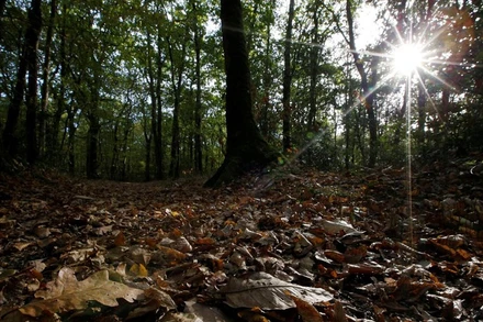Lá cây rụng vào mùa thu trong một khu rừng ở Vertou, gần Nantes, Pháp, 23/10/2018. (Ảnh: Reuters)