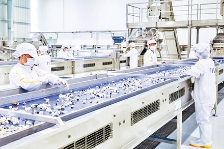 Lao động tại nhà máy của Tập đoàn TH tại xã Lóng Luông, huyện Vân Hồ, tỉnh Sơn La. (Ảnh minh họa: Tuệ Linh)