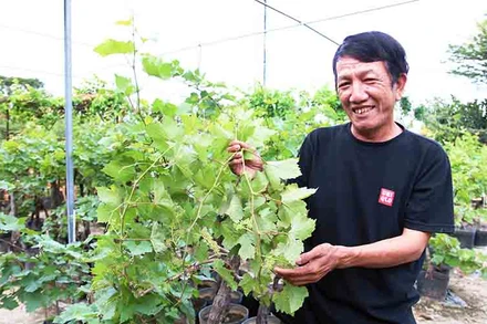 Ông Đỗ Văn Thu, thành viên Hợp tác xã nho A8, xã Phước Thuận, huyện Ninh Phước, tỉnh Ninh Thuận tạo thế cho cây nho kiểng khi đưa vào chậu và sinh trưởng ổn định, đang thời kỳ đơm hoa kết quả.