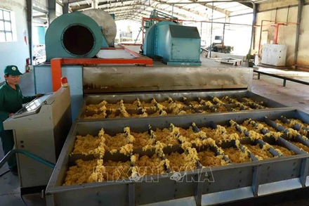 Dự báo nhu cầu nhập khẩu cao su của Nga từ Việt Nam sẽ còn tăng mạnh trong thời gian tới. (Ảnh: Vũ Sinh/TTXVN)