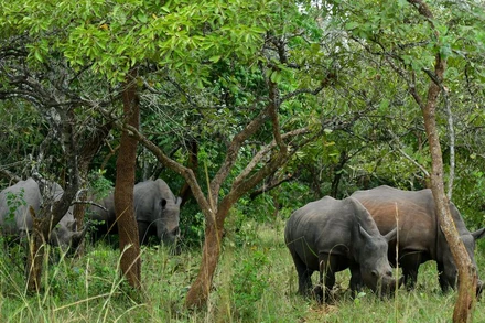 Tê giác trắng phương nam đang ăn cỏ tại Khu bảo tồn tê giác Ziwa. Ảnh chụp ngày 1/12. Nguồn: Reuters.