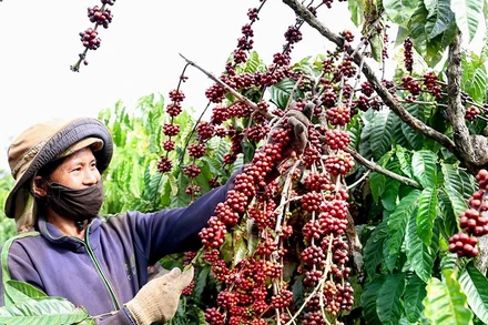 Ảnh minh họa. (Ảnh: TTXVN)