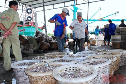 Bốc dỡ hải sản khai thác tại Bến cảng cá Sông Đốc, huyện Trần Văn Thời, tỉnh Cà Mau.