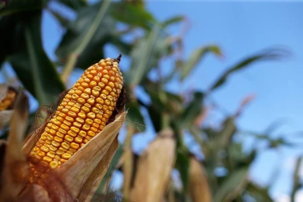 Ảnh minh họa. (Ảnh: Reuters)