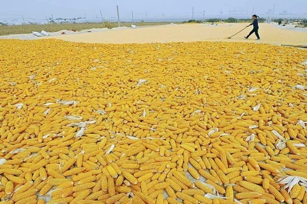 Ảnh minh họa. (Ảnh: Reuters)