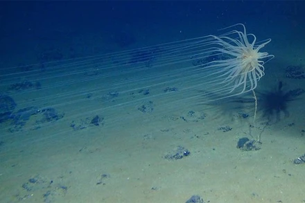 Ảnh minh họa. (Nguồn: eenews.net/Vietnam+)