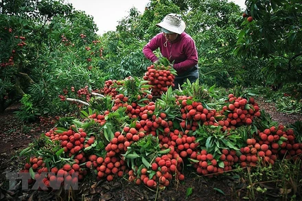 Thu hoạch vải thiều tại Bắc Giang năm 2018. Ảnh: (TTXVN)