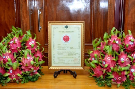 Bằng bảo hộ chỉ dẫn địa lý thanh long Bình Thuận tại Nhật Bản và thanh long Bình Thuận xuất khẩu qua Nhật Bản có dán hai tem Chỉ dẫn địa lý của Bình Thuận và của Nhật Bản (GI).