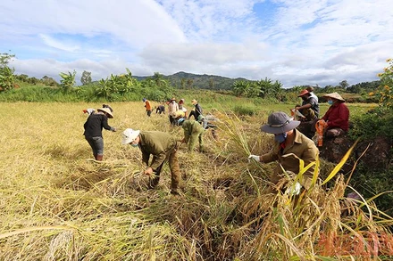 Nhiều người dân ở xã Nam Yang đã xung phong gặt lúa giúp người dân vùng tâm dịch xã Hà Bầu (huyện Đắk Đoa-Gia Lai). 