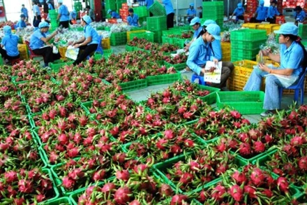 Trung Quốc sẽ tạm dừng nhập khẩu đối với mặt hàng thanh long thời gian từ 0 giờ 00 ngày 29/12/2021 đến 24 giờ ngày 26/1/2022.