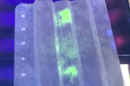 Mẫu dịch chứa virus SARS-CoV-2 phát sáng trên tấm vải lọc dùng làm khẩu trang dưới tia cực tím. Nguồn: Trường ĐH Kyoto.