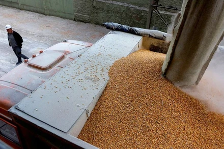 Xe tải chở ngũ cốc tại 1 cơ sở chế biến ở vùng Chernihiv, Ukraine, ngày 24/5/2022. (Ảnh: Reuters)