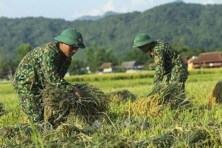 Ảnh minh họa: Bộ đội giúp dân gặt lúa. (Ảnh: TTXVN)