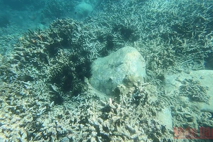 Nhím biển là loài động vật gây tác hại không nhỏ tới rạn san hô.