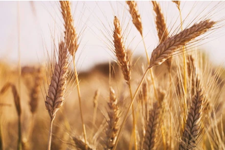 Ảnh minh họa. (Nguồn: Reuters)