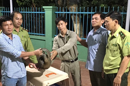 Bàn giao cá thể tê tê Java cho Trung tâm cứu hộ Vinpearl Hội An chăm sóc.