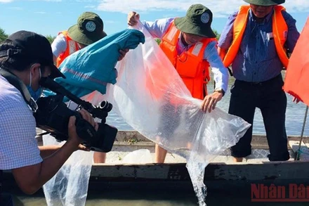 Các đơn vị tiến hành thả cá, tôm giống xuống đầm phá Tam Giang-Cầu Hai. (Ảnh: SM) 