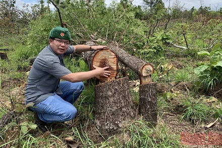 Phóng viên Báo Nhân Dân có mặt tại hiện trường phản ánh sớm nhất về vụ phá rừng nghiêm trọng tại xã Ya Tờ Mốt, huyện Ea Súp.