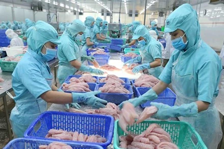 Chế biến cá tra xuất khẩu. Ảnh minh họa. (Ảnh: Vũ Sinh/TTXVN)