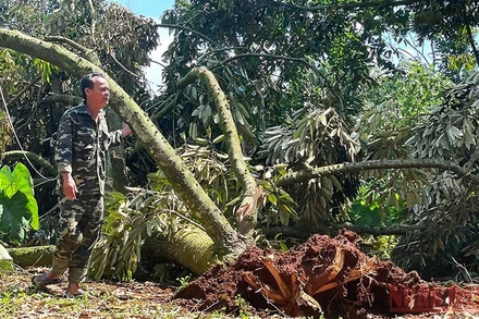 Người dân xót xa bên vườn sầu riêng bị gãy đổ.