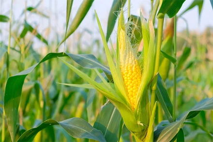 Ảnh minh họa. (Nguồn: Reuters)