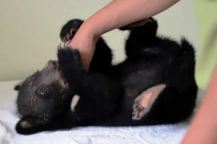 Gấu con Bamboo nặng 5 kg được cứu hộ từ Điện Biên.