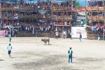 Bốn người chết, hàng chục người bị thương khi khán đài sụp đổ trong trận đấu bò ở Colombia. (Ảnh: insiderpaper.com)