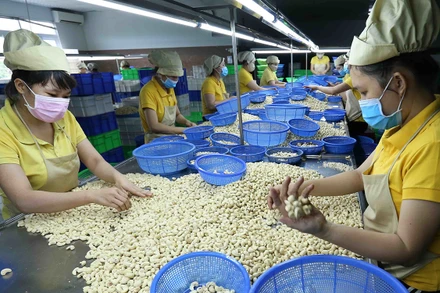 Phân loại nhân hạt điều xuất khẩu. (Ảnh: TTXVN)