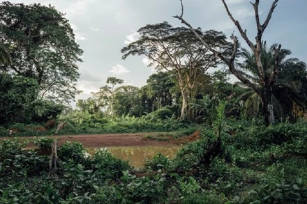 Một góc rừng nhiệt đới tại Cộng hòa Dân chủ Congo. (Nguồn: DeAgostini/Getty Images/TTXVN)