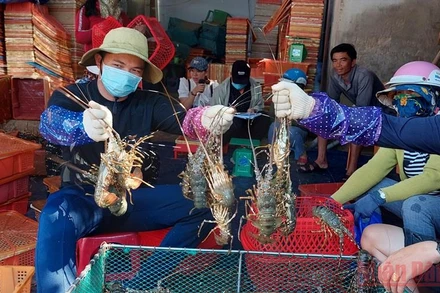 Người dân thị xã Sông Cầu xuất bán tôm hùm vụ 2022.