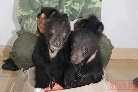 Hai cá thể gấu ngựa vừa được giải cứu.