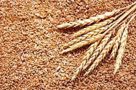 Ảnh minh họa. (Nguồn: Reuters)