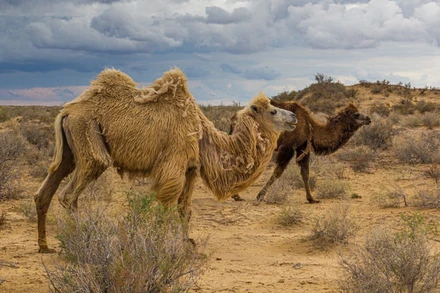 Sự lan rộng của các sa mạc ở Uzbekistan và các nước lân cận sẽ làm thay đổi thành phần của các hệ sinh thái. (Ảnh: Shutterstock/Nature)