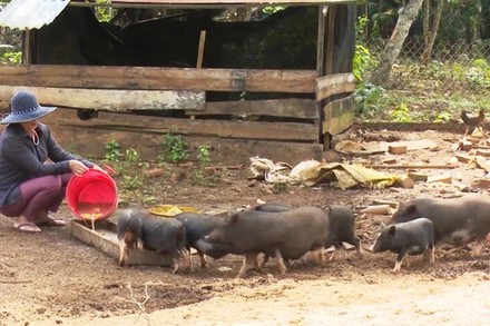 Năm 2022, Đắk Nông sẽ chi gần 300 tỷ đồng ưu tiên giải quyết các vấn đề cấp thiết vùng dân tộc thiểu số.