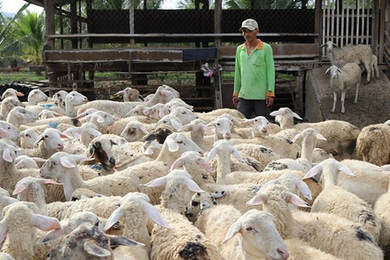 Mô hình nuôi cừu ở xã Phước Trung, huyện Bác Ái, Ninh Thuận. (Ảnh: TTXVN)