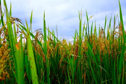 Trong 4 tháng đầu năm 2022, giá trị xuất khẩu gạo của Thái Lan đạt xấp xỉ khoảng 1,14 tỷ USD.